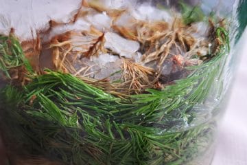 Smrekovi vršički: kako jih pravilno pobrati in zakaj jih mnogi shranijo v kozarec?