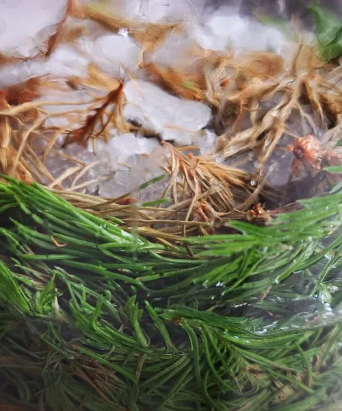 Smrekovi vršički: kako jih pravilno pobrati in zakaj jih mnogi shranijo v kozarec?