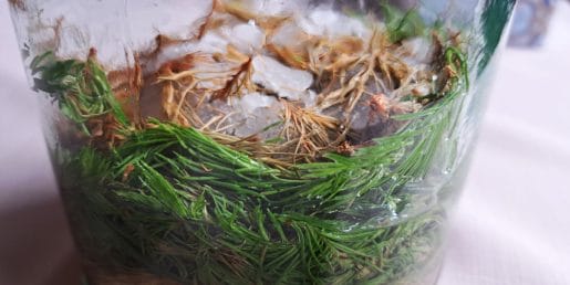 Smrekovi vršički: kako jih pravilno pobrati in zakaj jih mnogi shranijo v kozarec?