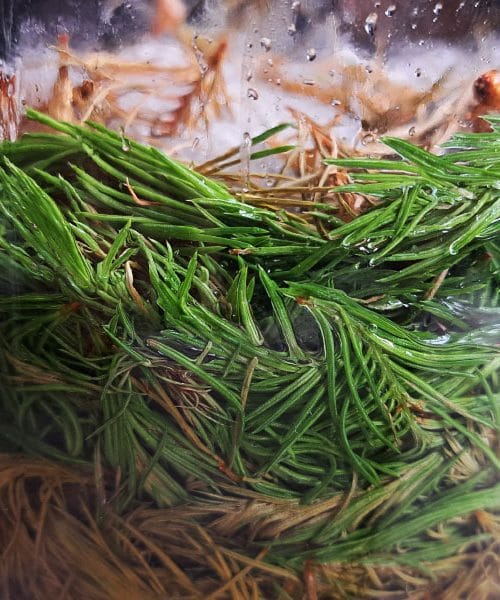 Zdaj je zadnji čas za pripravo priljubljenega domačega sirupa