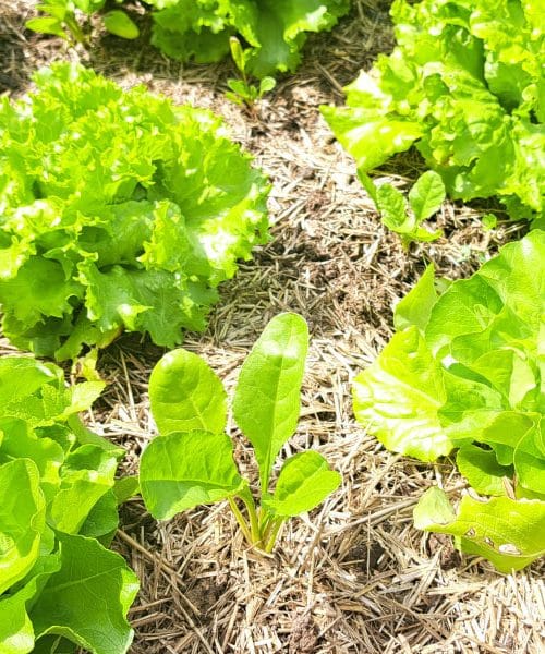 Julij je zadnja priložnost za setev teh 7 vrst zelenjave