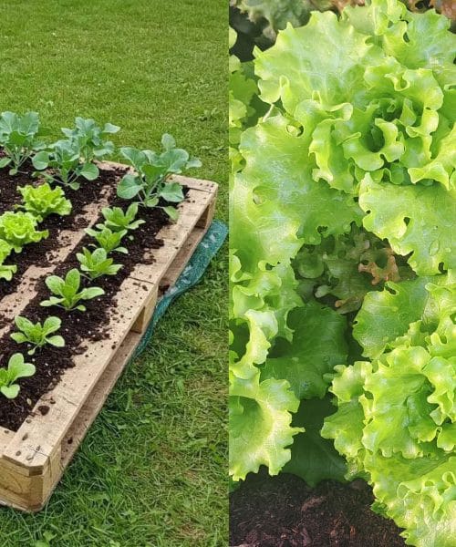 Solata na evropaleti – verjamete, da je to učinkovito vrtnarjenje?