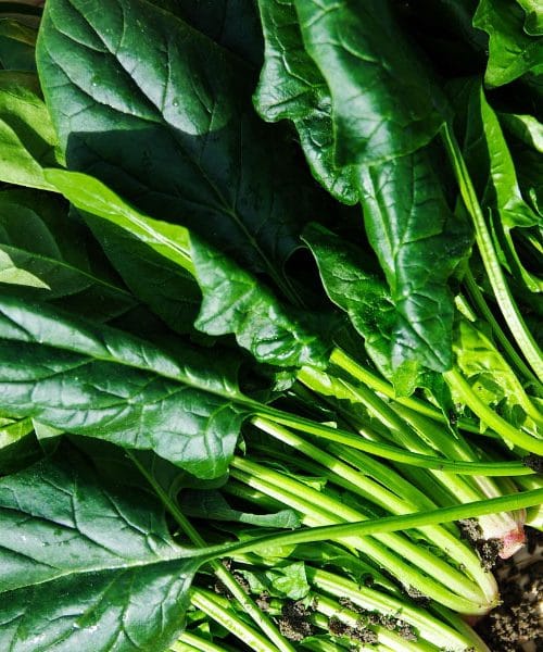 Koliko blitve ali špinače res potrebujete za družinsko kosilo?