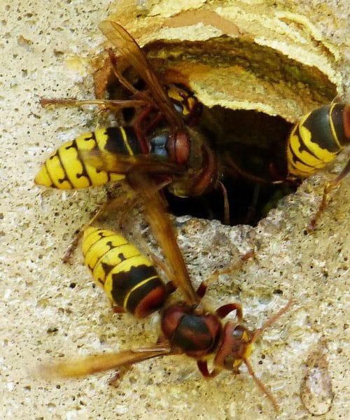 Da ne boste imeli težav s sršeni v dimniku … Preverjeni način, kako jih odgnati