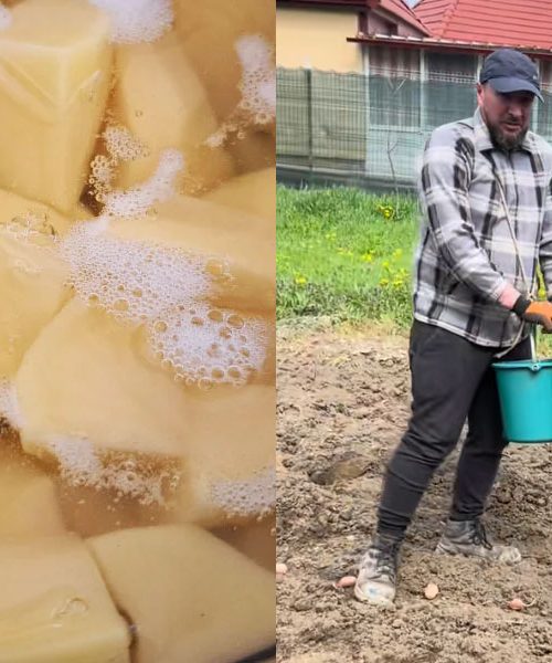 Boste sadili krompir? Pomagajte si s tem trikom, da vas ne bo bolel hrbet