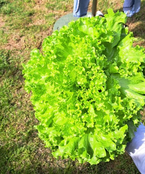 Solata, ki vam bo zrasla kot iz pravljice: skrivnost uspeha je v treh korakih