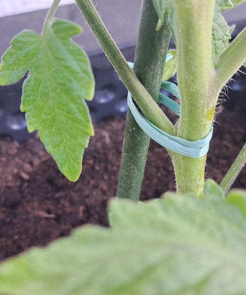 Napačno vezanje paradižnika lahko uniči rastlino – poglejte, kako to pravilno naredite