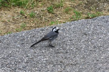 To naredite zdaj na vrtu, da bodo ptice ostale celo poletje