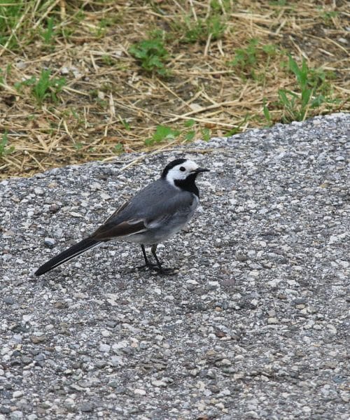 To naredite zdaj na vrtu, da bodo ptice ostale celo poletje