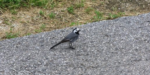 To naredite zdaj na vrtu, da bodo ptice ostale celo poletje