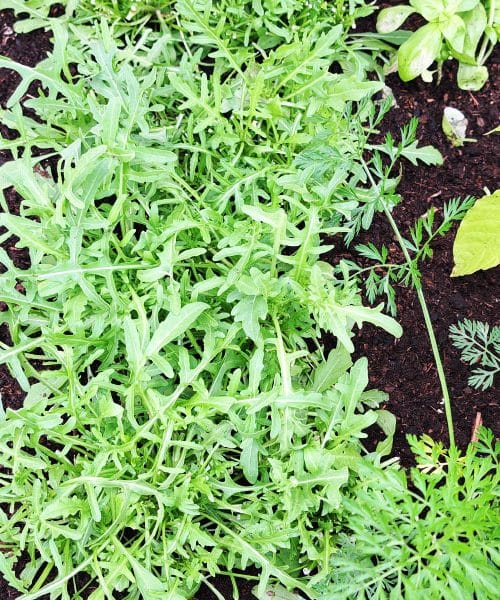 Vrtnarske navade, ki vam lahko počasi uničujejo rastline