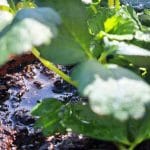 Zalivanje jagod v posodi za rože