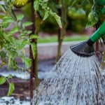 Zalivanje rastlin