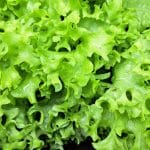 Kako zdrava je zelena solata