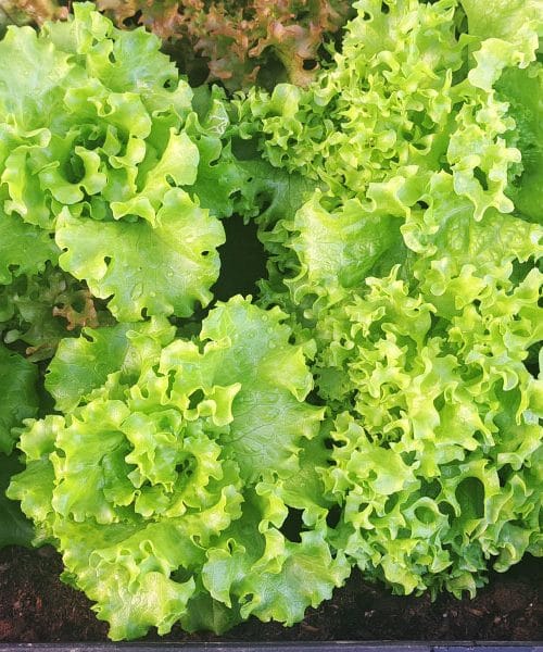 Tako narazen posadite solato. In uspeh bo zagotovljen!