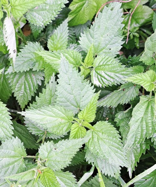 Kaj narediti, če se opečemo na koprivi? Naravni ukrepi in nasveti za hitro olajšanje