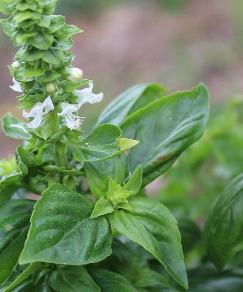 Zakaj je dobro, da bazilika cveti in kako lahko to koristi celotnemu vrtu