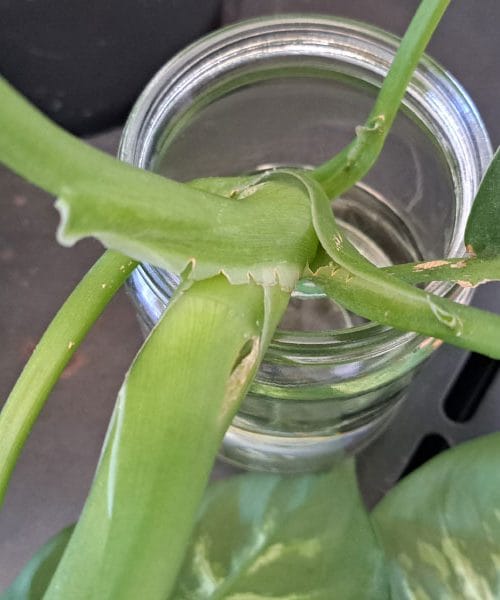 Kako uspešno razmnožiti sobno rastlino v vodi