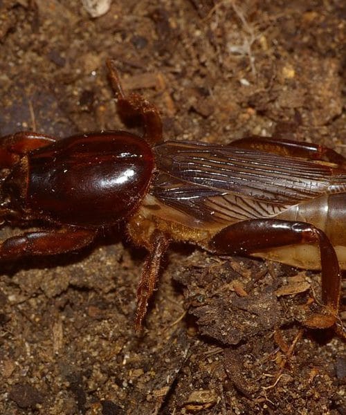 Bramor na vrtu: kako prepoznati škodljivca in ga pregnati brez strupa