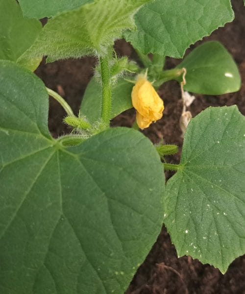 Buče na vrtni gredi so zacvetele. In kaj zdaj?