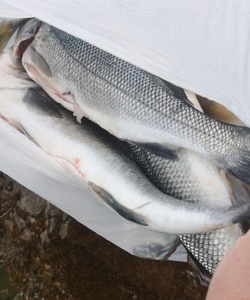 Velika napaka, ki jo večina dela pri čiščenju morskih rib