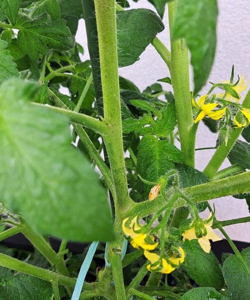 To rastlino posadite v bližino paradižnika, to je naravna zaščita pred boleznimi