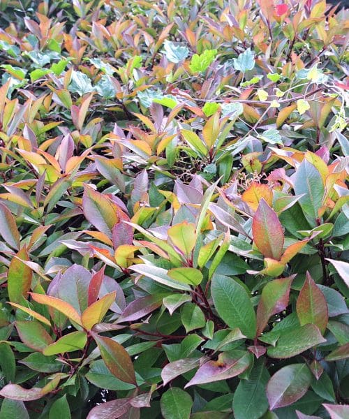 Če iščete pravo rastlino za domačo živo mejo, vam predlagamo ta grm