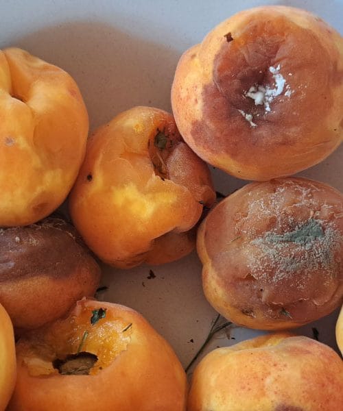 Kaj lahko naredim iz gnilih marelic, ki so popadale z drevesa?