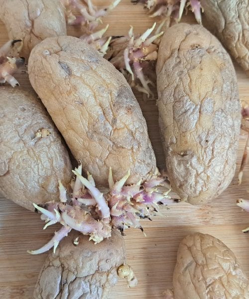 8 napačnih dejstev o vzklilih krompirjih, za katera ste mislili, da so resnična