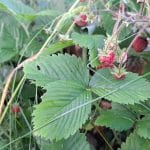 Kako shraniti gozdne jagode