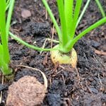 Kdaj pobrati korenje iz visoke grede