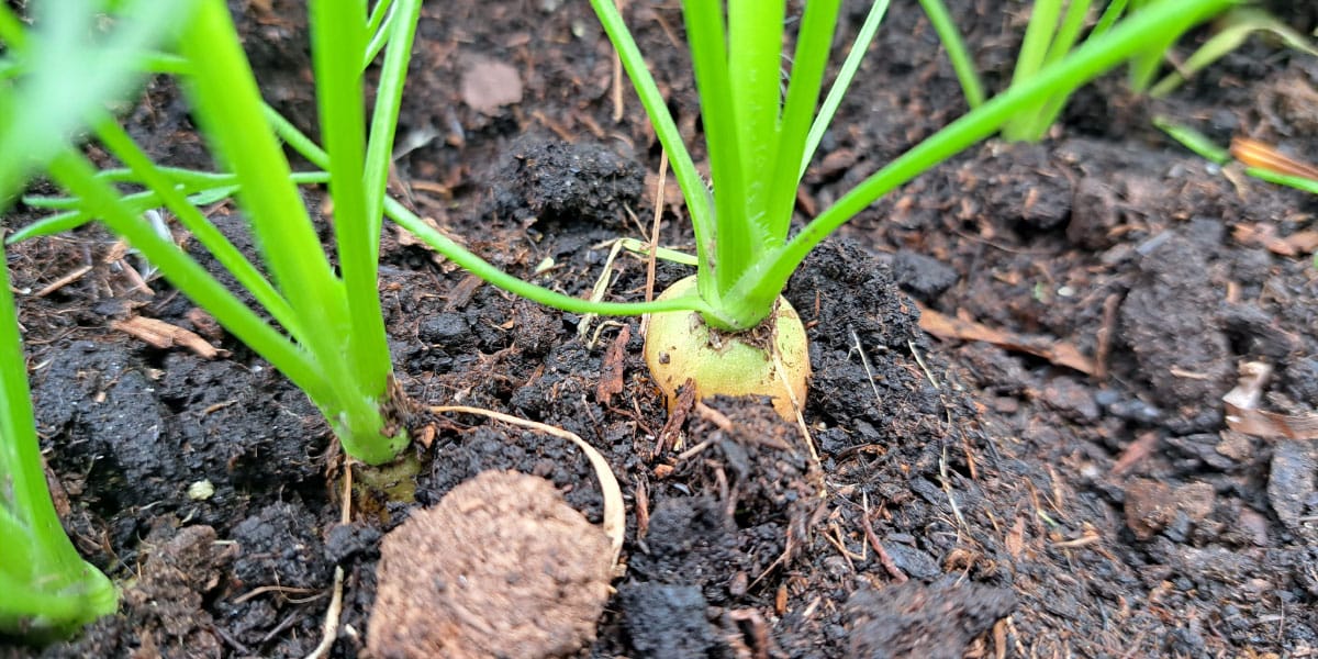 Kdaj pobrati korenje iz visoke grede