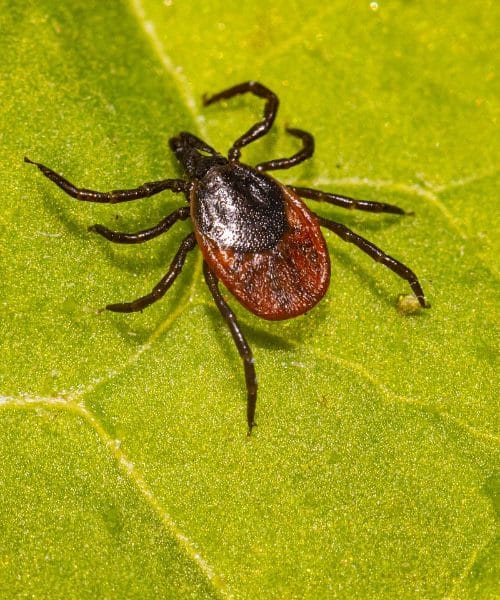 Največje zmote o klopih: od skakanja z dreves do zatekanja v ušesa