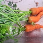 Korenje, visoka greda