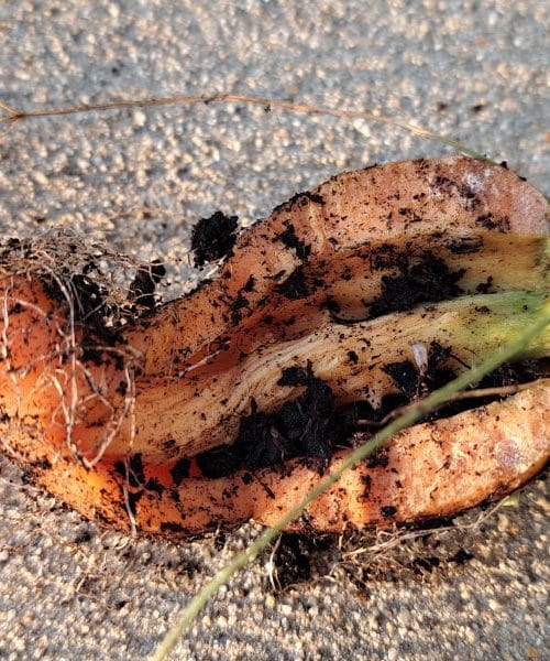 Zakaj je korenje olesenelo in kako to preprečiti na domačem vrtu