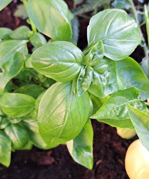 Če želite manj škodljivcev, potem še danes posadite to zelišče