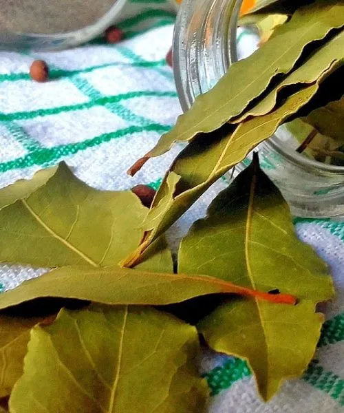 Čaj iz lovorjevih listov: 10 koristi, o katerih se veliko govori, in kje je potrebna previdnost
