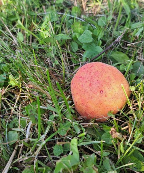 Če imate v sadovnjaku marelice, potem je zadnji čas za to opravilo