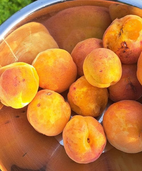 Kako izkoristiti prve letošnje marelice?