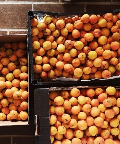 Kaj storiti z 15 kilogrami marelic: Od špajze do presenečenj na krožniku