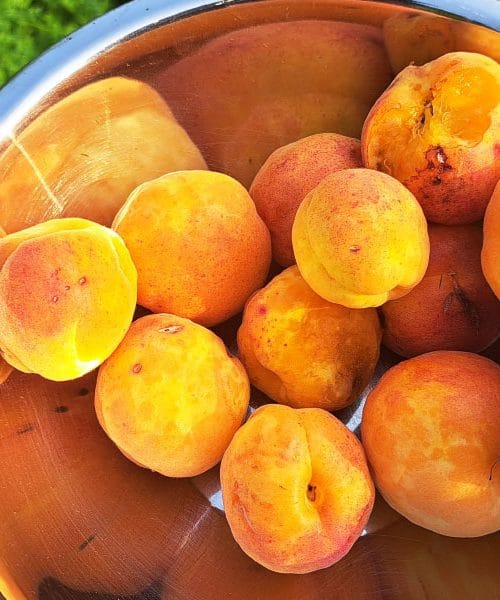 Kako posušiti marelice, da jih ne bo napadla plesen