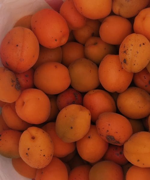 Je shranjevanje marelic v papirnati vrečki dobra ideja? Koliko časa lahko tako zdržijo?