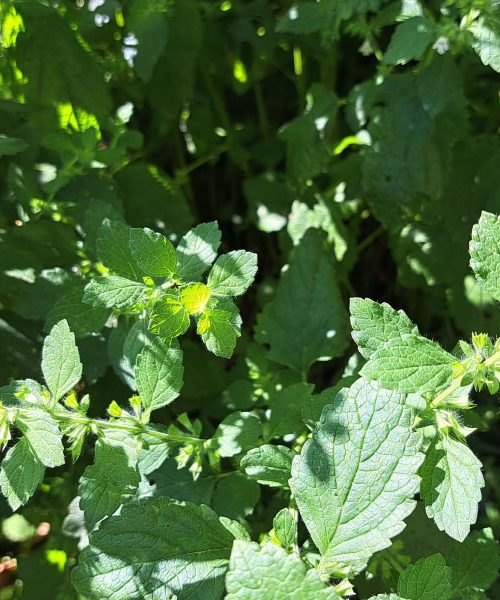 Redno pitje metinega čaja lahko spremeni vaše počutje