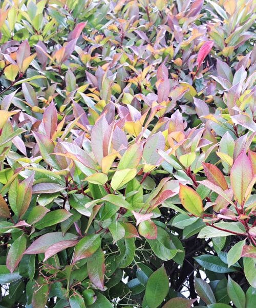 To je najslabši čas za obrezovanje živih mej, opozarjajo vrtnarski strokovnjaki