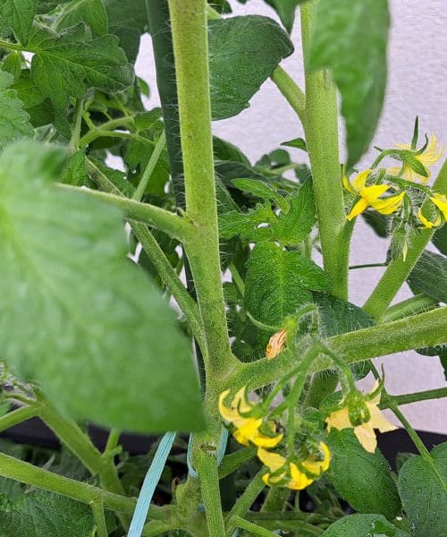 Ko paradižnik cveti in nima plodov, morate narediti te tri stvari