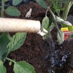 Paradižnik, jajčne lupine