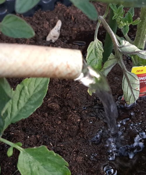 To posujte po tleh pod paradižnikom, rastline bodo močnejše in bolj zdrave