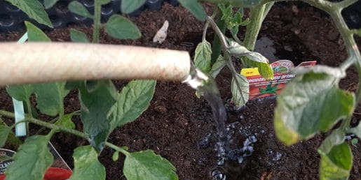 Kam posaditi paradižnik, da bo pridelek res uspešen