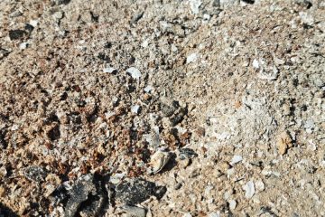 Tako lahko pepel pomaga pri odstranjevanju snega z domačega dvorišča