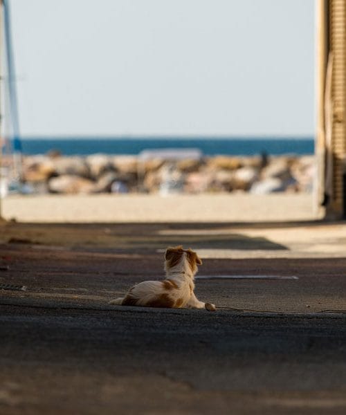 Na teh 5 stvari morate biti pozorni, če na dopust peljete tudi hišnega ljubljenčka